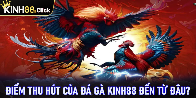 Điểm thu hút của sàn cá cược đá gà Kinh88 đến từ đâu?